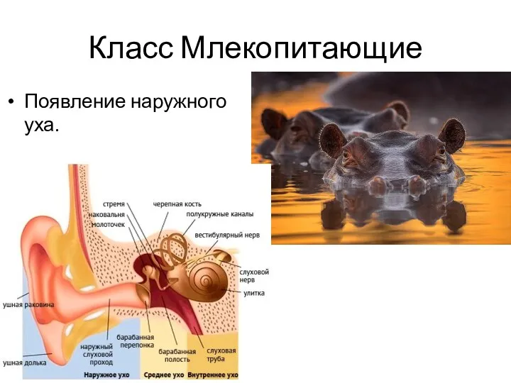 Класс Млекопитающие Появление наружного уха.