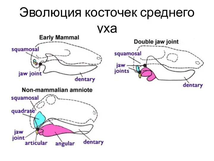 Эволюция косточек среднего уха