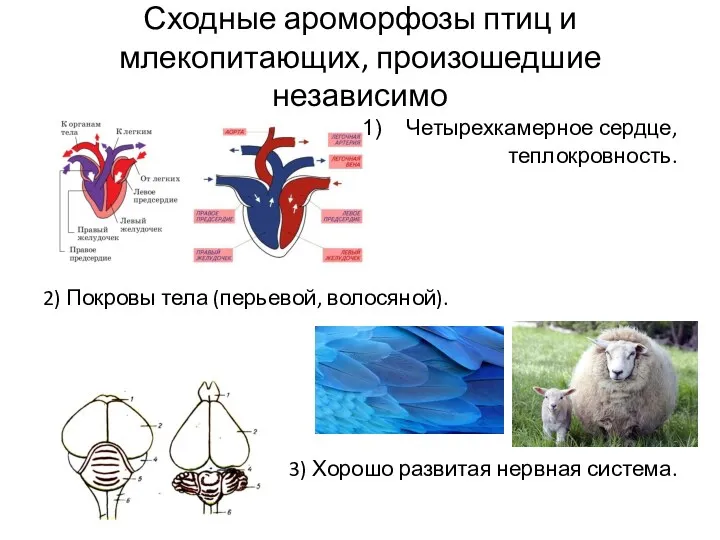 Сходные ароморфозы птиц и млекопитающих, произошедшие независимо Четырехкамерное сердце, теплокровность.