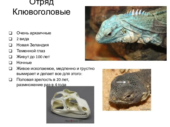 Отряд Клювоголовые Очень архаичные 2 вида Новая Зеландия Теменной глаз