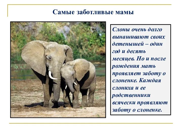 Самые заботливые мамы Слоны очень долго вынашивают своих детенышей – один год и