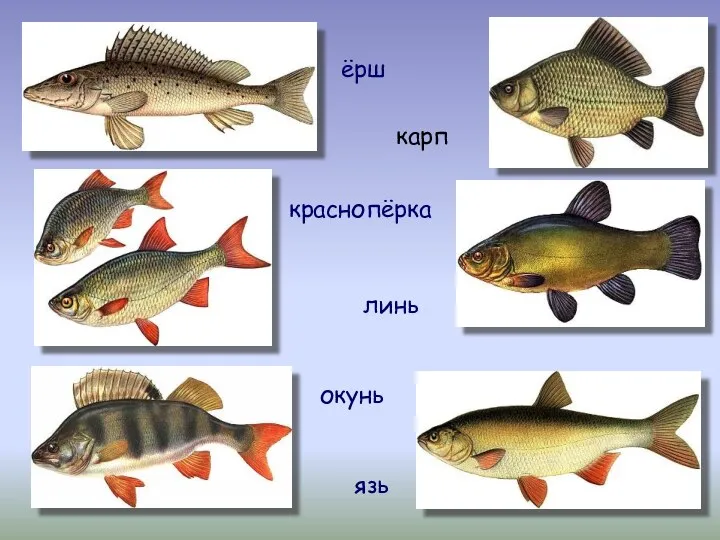 ёрш карп краснопёрка линь окунь язь