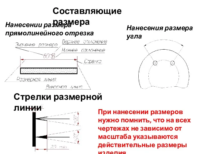 Составляющие размера Стрелки размерной линии Нанесения размера угла Нанесении размера