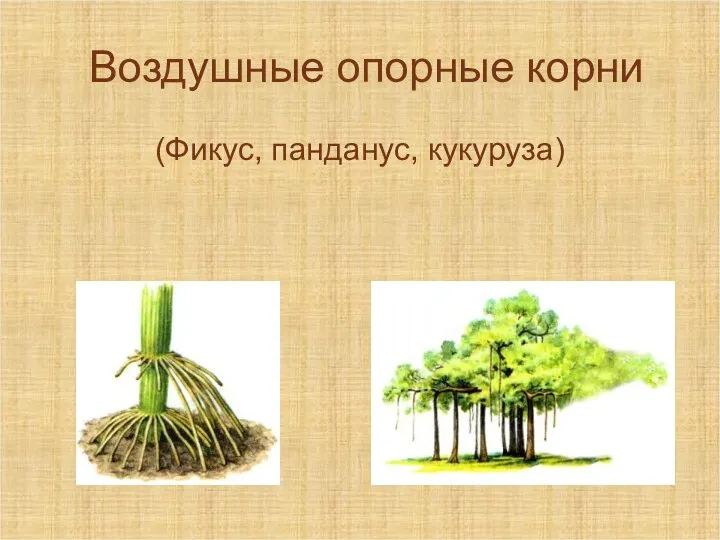 Воздушные опорные корни (Фикус, панданус, кукуруза)