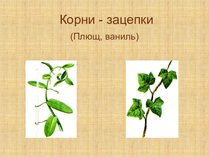 Корни - зацепки (Плющ, ваниль)