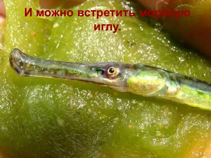 И можно встретить морскую иглу.