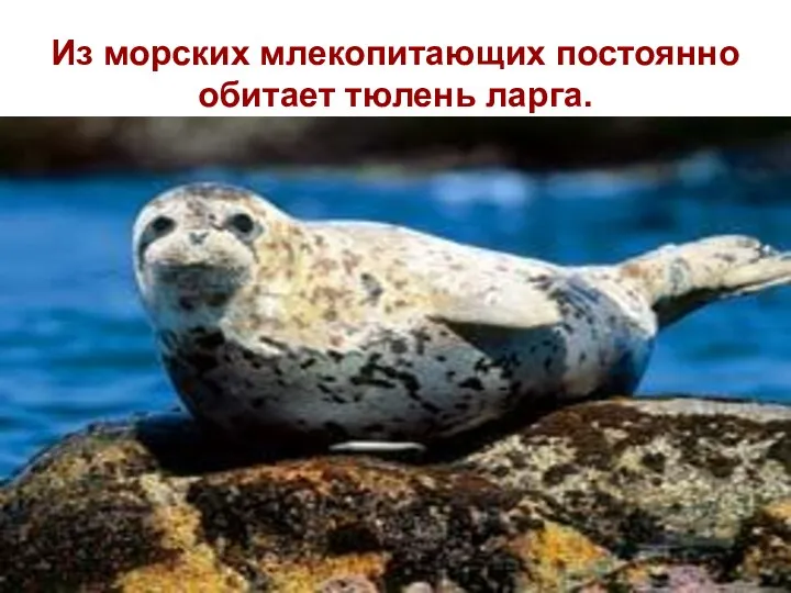 Из морских млекопитающих постоянно обитает тюлень ларга.