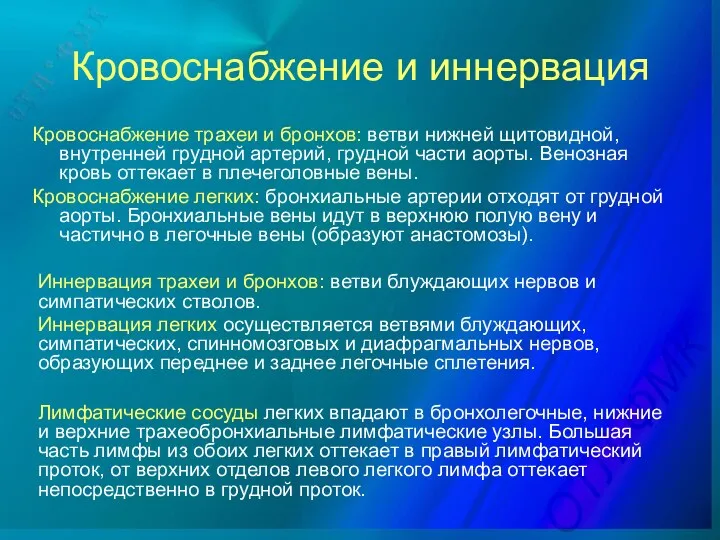 Кровоснабжение и иннервация Кровоснабжение трахеи и бронхов: ветви нижней щитовидной,