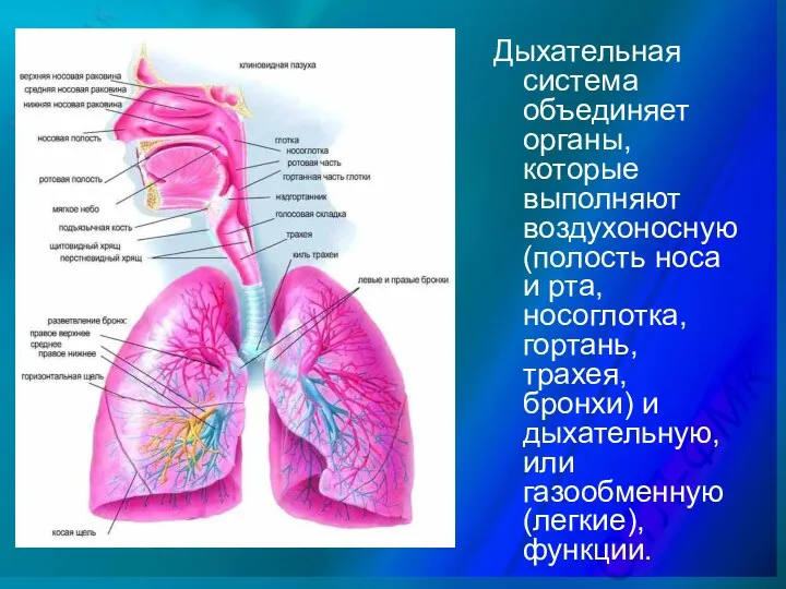 Дыхательная система объединяет органы, которые выполняют воздухоносную (полость носа и рта, носоглотка, гортань,