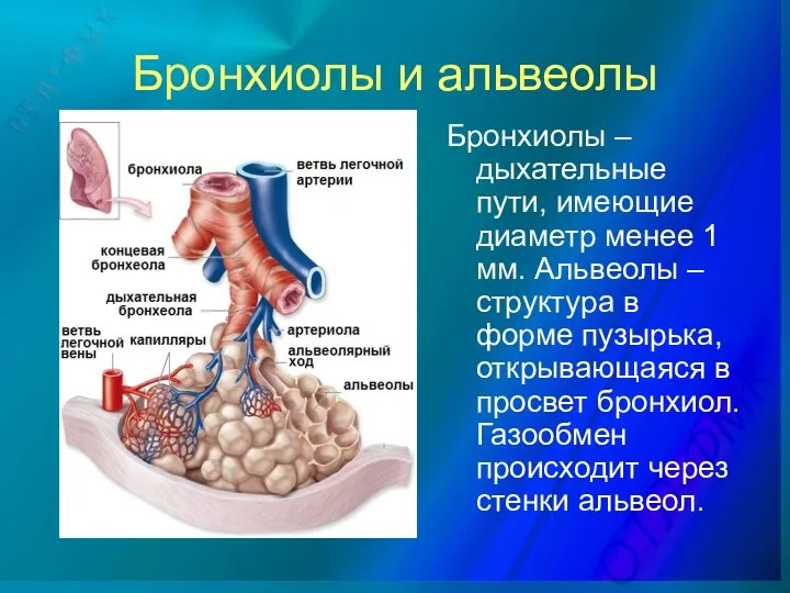 Бронхиолы и альвеолы Бронхиолы – дыхательные пути, имеющие диаметр менее 1 мм. Альвеолы