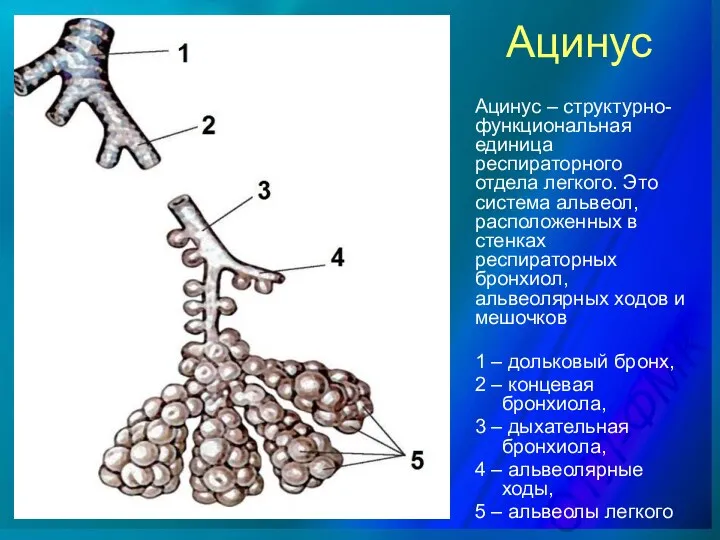 Ацинус 1 – дольковый бронх, 2 – концевая бронхиола, 3 – дыхательная бронхиола,