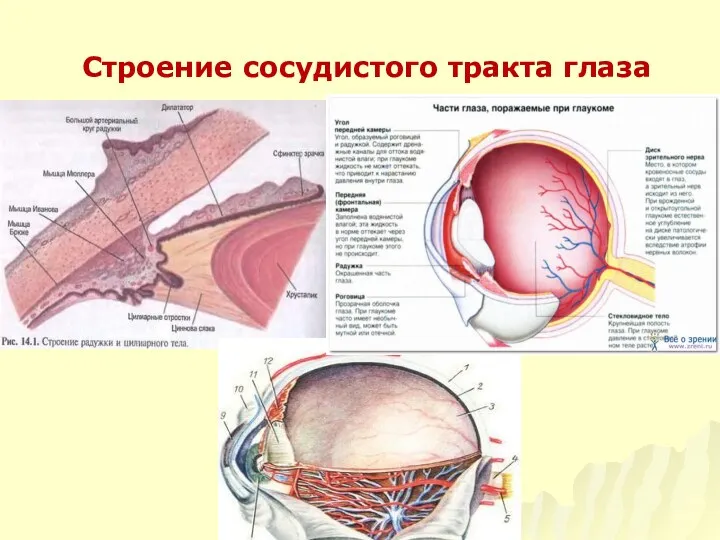 Строение сосудистого тракта глаза кафедра офтальмологии