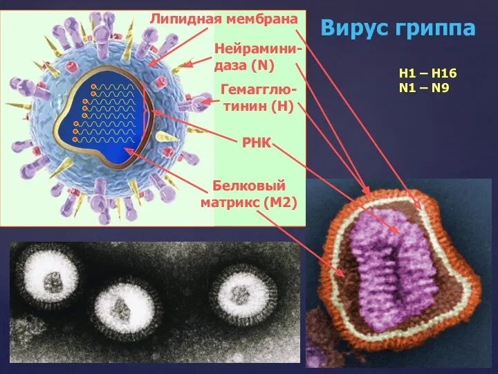 Вирус гриппа РНК Нейрамини- даза (N) Гемагглю- тинин (H) Белковый