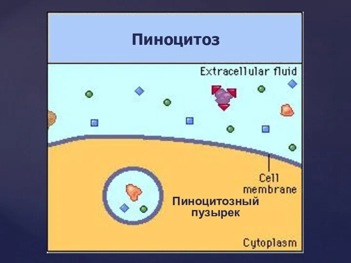 Пиноцитоз Пиноцитозный пузырек