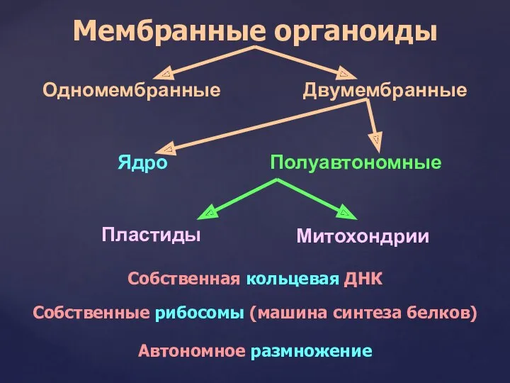 Мембранные органоиды Ядро Полуавтономные Митохондрии Пластиды Собственная кольцевая ДНК Собственные