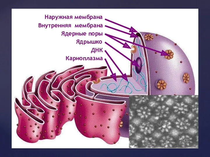 Наружная мембрана Внутренняя мембрана Ядрышко ДНК Ядерные поры Кариоплазма