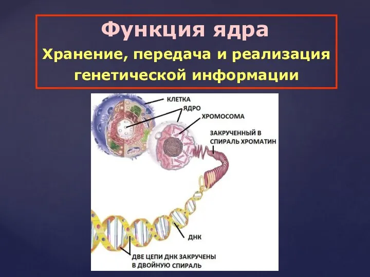 Функция ядра Хранение, передача и реализация генетической информации