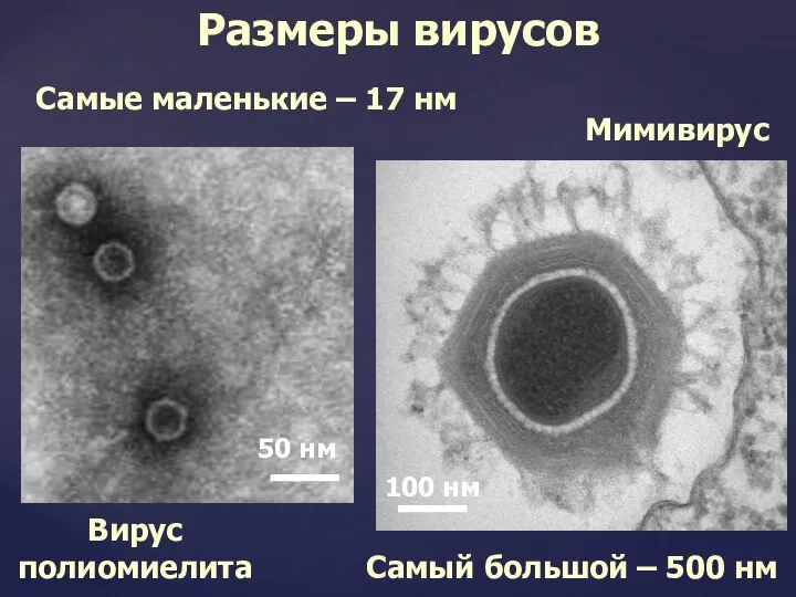 Размеры вирусов Самые маленькие – 17 нм Вирус полиомиелита Самый большой – 500 нм Мимивирус