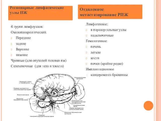 6 групп лимфоузлов: Околопанкреатических Передние задние Верхние нижние Чревные (для