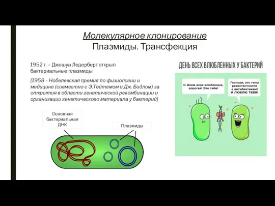 Плазмиды. Трансфекция 1952 г. – Джошуа Ледерберг открыл бактериальные плазмиды
