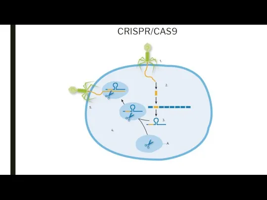 CRISPR/CAS9