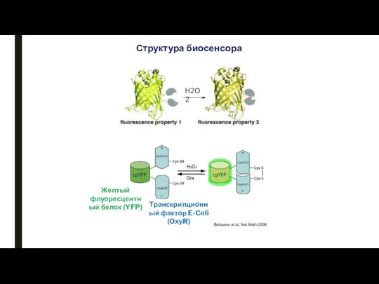 Структура биосенсора