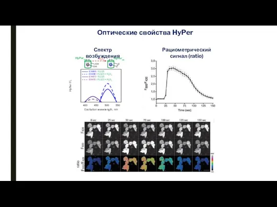 Оптические свойства HyPer Спектр возбуждения Рациометрический сигнал (ratio)