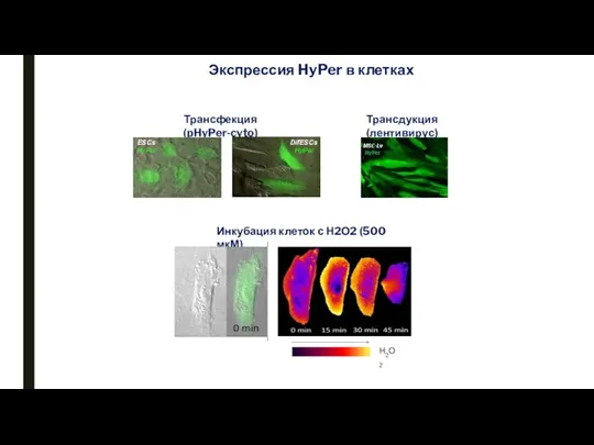 Экспрессия HyPer в клетках Трансфекция (pHyPer-cyto) Трансдукция (лентивирус) Инкубация клеток с Н2О2 (500 мкМ)