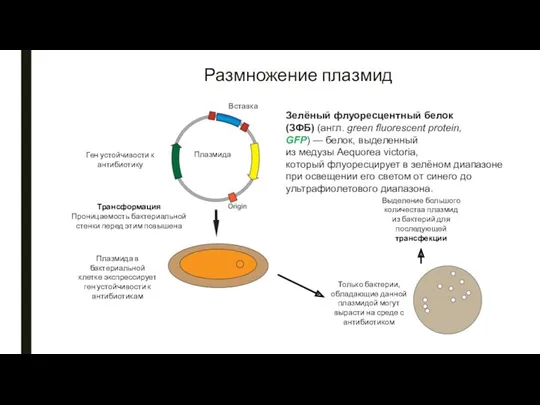 Размножение плазмид Зелёный флуоресцентный белок (ЗФБ) (англ. green fluorescent protein,