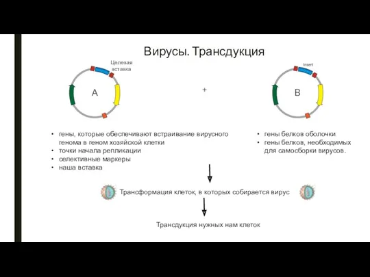 Вирусы. Трансдукция гены, которые обеспечивают встраивание вирусного генома в геном