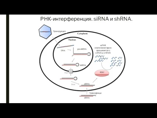РНК-интерференция. siRNA и shRNA. Трансдукция Трансфекция мРНК комплементарно связывается с siRNA и shRNA