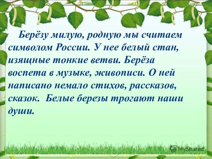 Берёзу милую, родную мы считаем символом России. У нее белый