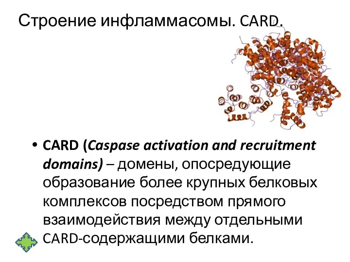 Строение инфламмасомы. CARD. CARD (Caspase activation and recruitment domains) –