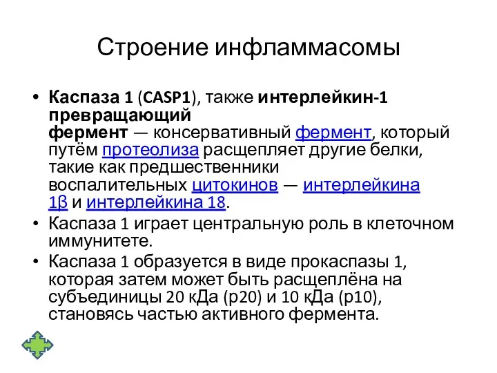 Строение инфламмасомы Каспаза 1 (CASP1), также интерлейкин-1 превращающий фермент —