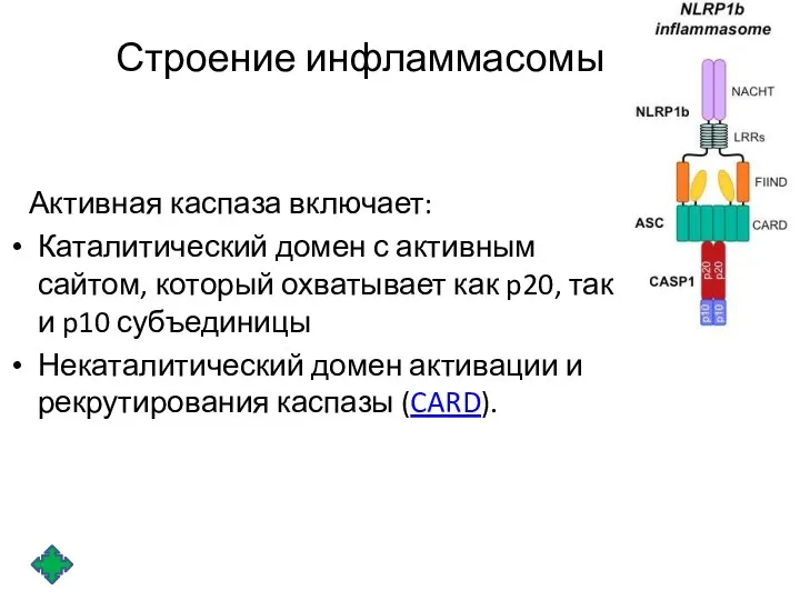 Строение инфламмасомы Активная каспаза включает: Каталитический домен с активным сайтом,