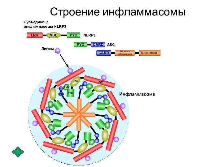 Строение инфламмасомы