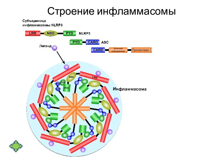 Строение инфламмасомы