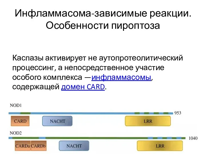 Инфламмасома-зависимые реакции. Особенности пироптоза Каспазы активирует не аутопротеолитический процессинг, а