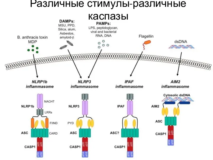 Различные стимулы-различные каспазы