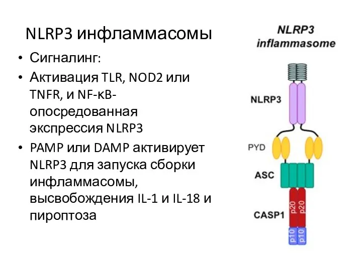 NLRP3 инфламмасомы Сигналинг: Активация TLR, NOD2 или TNFR, и NF-κB-опосредованная