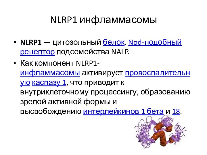 NLRP1 инфламмасомы NLRP1 — цитозольный белок, Nod-подобный рецептор подсемейства NALP.