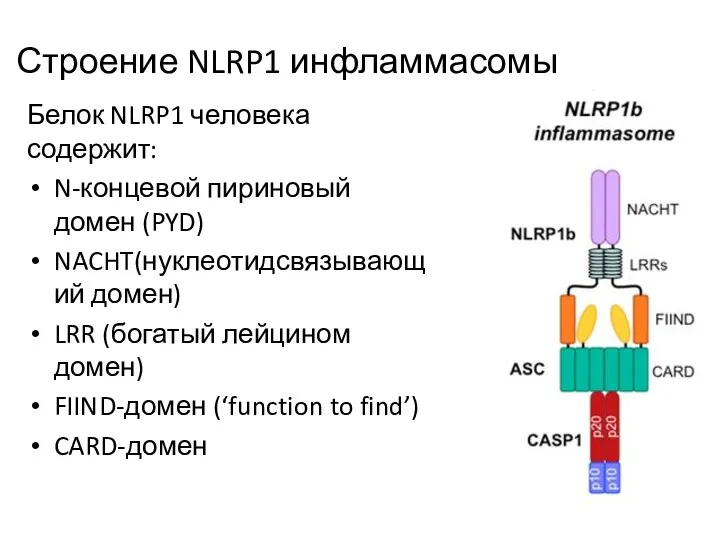 Строение NLRP1 инфламмасомы Белок NLRP1 человека содержит: N-концевой пириновый домен
