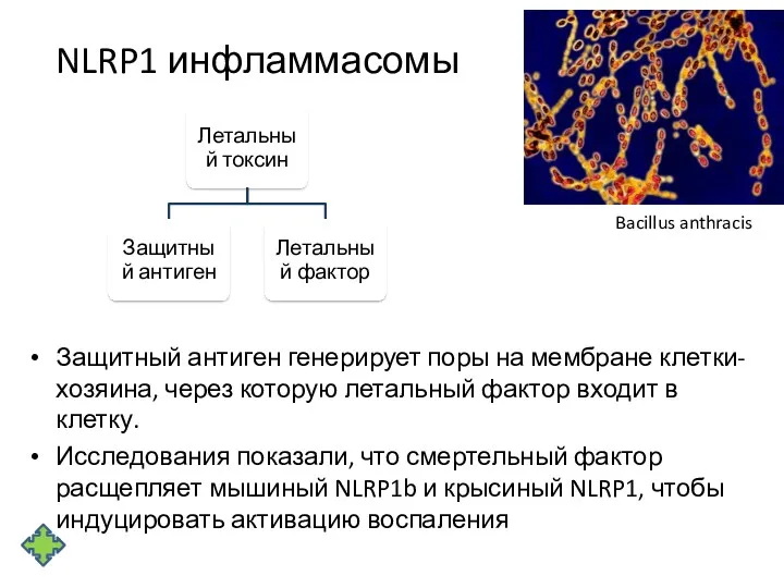 NLRP1 инфламмасомы Защитный антиген генерирует поры на мембране клетки-хозяина, через