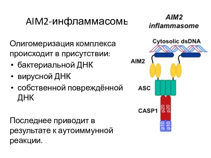 AIM2-инфламмасомы Олигомеризация комплекса происходит в присутствии: бактериальной ДНК вирусной ДНК
