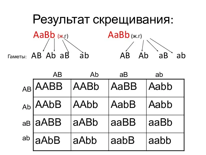 Результат скрещивания: AaBb (ж.г) AaBb (ж.г) Гаметы: AB Ab aB ab AB Ab