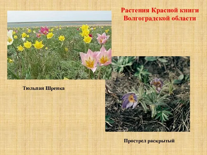 Растения Красной книги Волгоградской области Тюльпан Шренка Прострел раскрытый