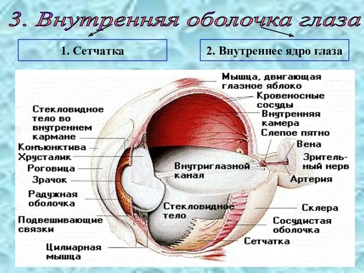 3. Внутренняя оболочка глаза 1. Сетчатка 2. Внутреннее ядро глаза