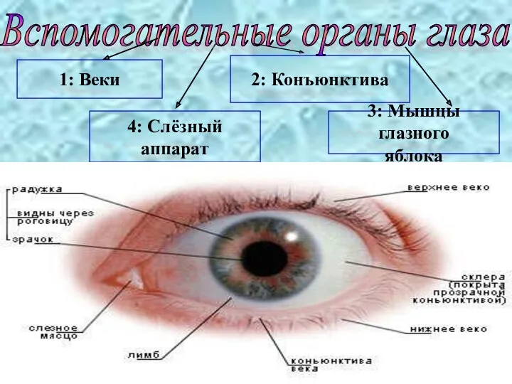Вспомогательные органы глаза 1: Веки 2: Конъюнктива 3: Мышцы глазного яблока 4: Слёзный аппарат