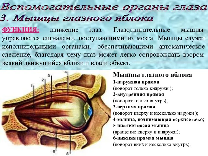 Вспомогательные органы глаза 3. Мышцы глазного яблока Мышцы глазного яблока