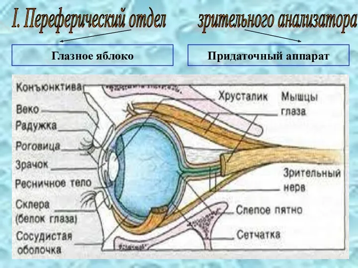 I. Переферический отдел зрительного анализатора Глазное яблоко Придаточный аппарат